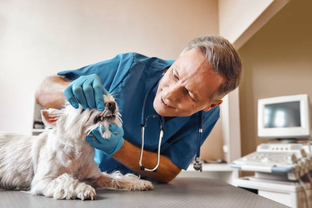 Best Emergency Dental Care for Trauma or Injury in Haverhill, FL